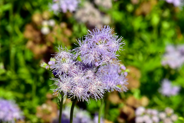 Palmleaf Thoroughwort or Gregg’s Mistflower has showy flowers ranging in color from blue, to purplish-blue to lavender or purple. Plants are sold commercially for garden color.  Conoclinium greggii